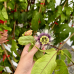 Marakuja - Múčenka (Passiflora) ´PURPLE HAZE´ - výška 160-190 cm, kont. C2L
